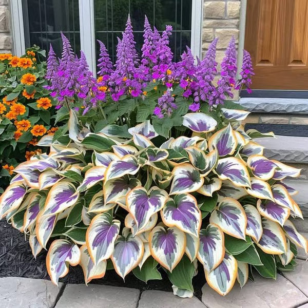 Premium Rare Hosta Seeds🌿Shade-Tolerant Plant