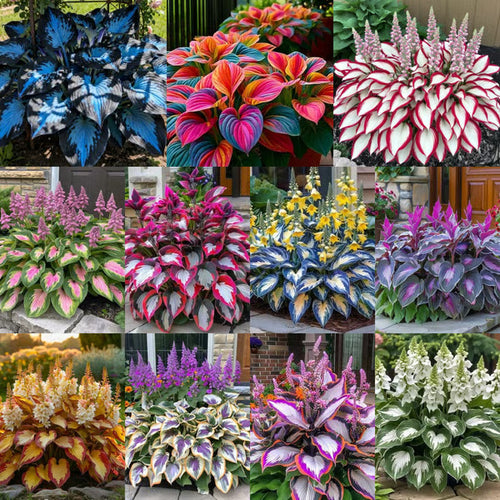 Premium Rare Hosta Seeds🌿Shade-Tolerant Plant