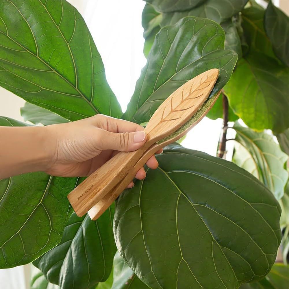 Cleaning Brush Plants